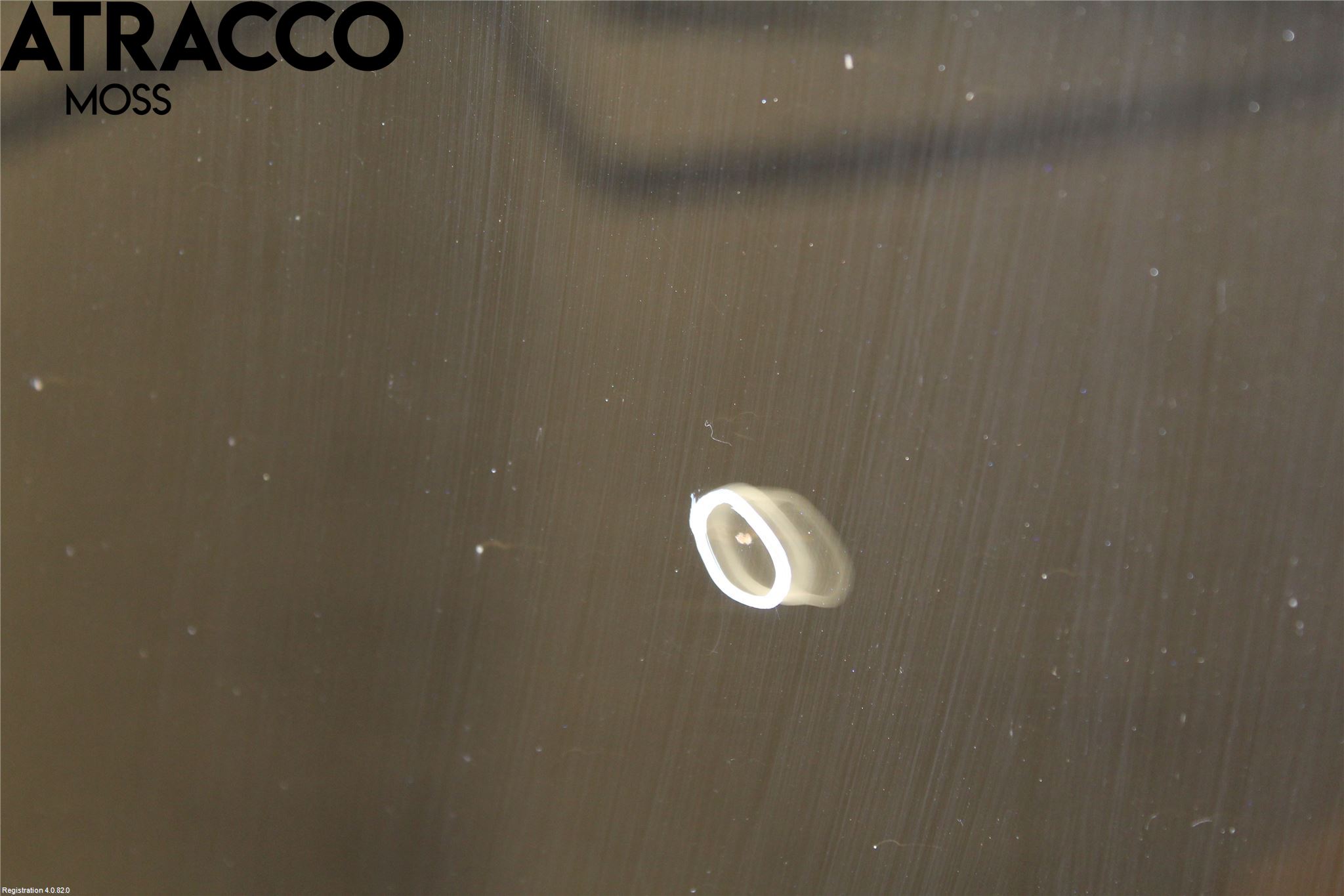 Ford FOCUS 08-11 Panser