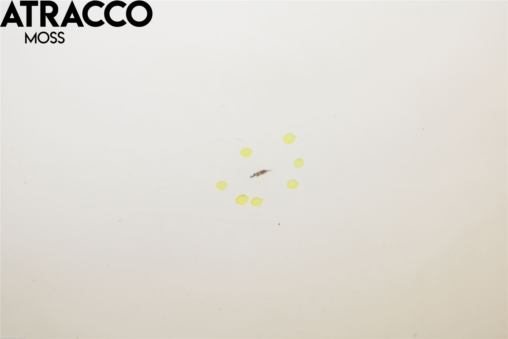 Nissan QASHQAI+2  10-14 Dør 4D Foran Høyre